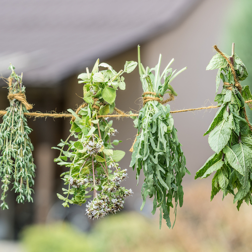 air drying herbs