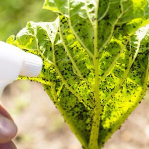 Rhubarb Insect and Mildew Spray