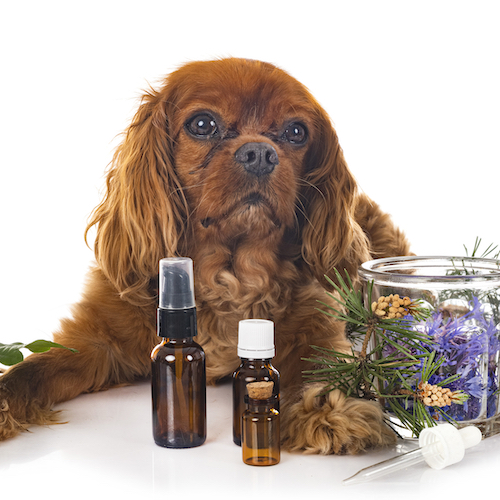 Essential Oils and Dog