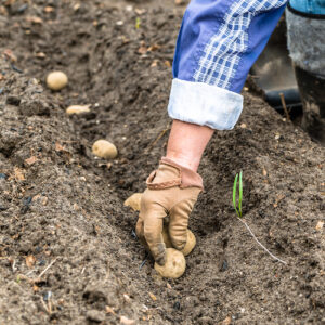 spud growing time