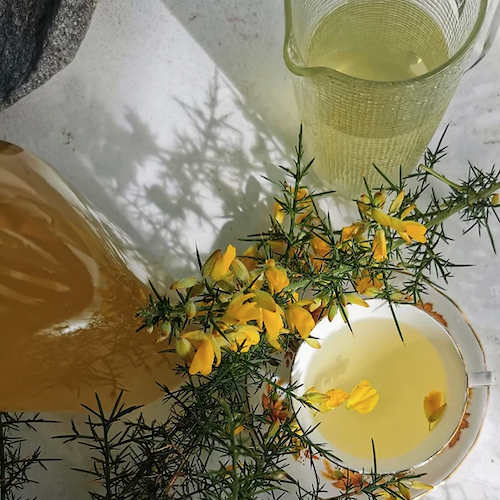 anna's gorse flower cordial