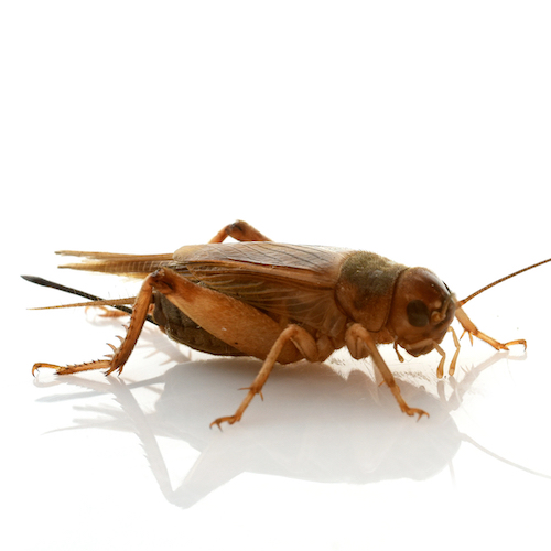 brown cricket in front of white background