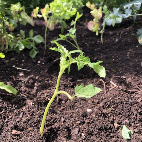 tomato plant spring