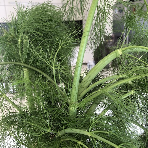 fennel fronds