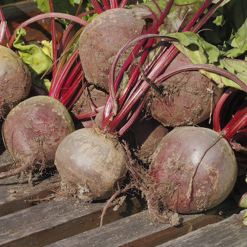 Beetroot out of ground