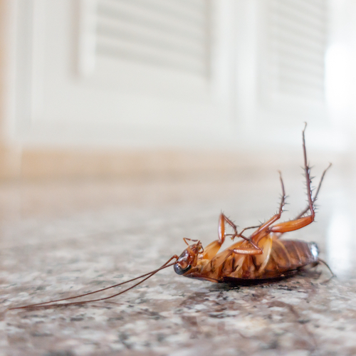 Dead cockroach on floor